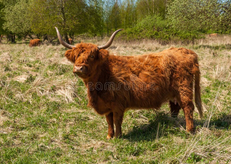 Highland Cow Winter Coat Posing Photographer Stock Photos Free