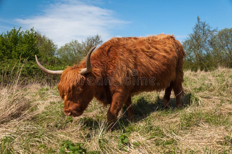 Highland Cow in Winter Coat Stock Image Image of highland, hair 24597747