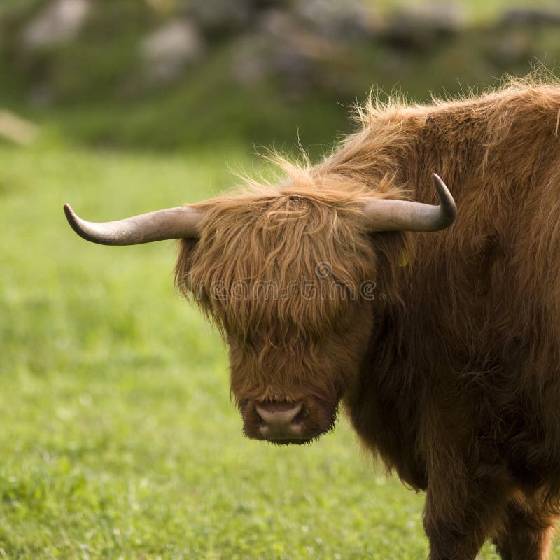 Highland cows