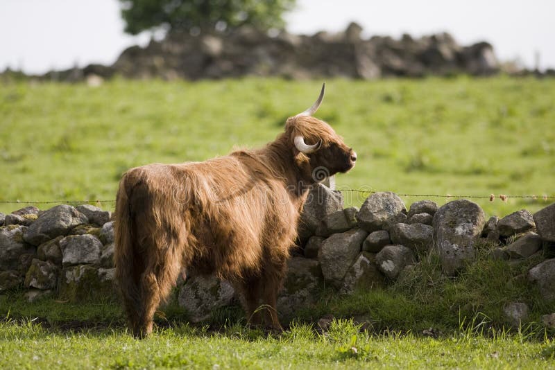 Highland cows