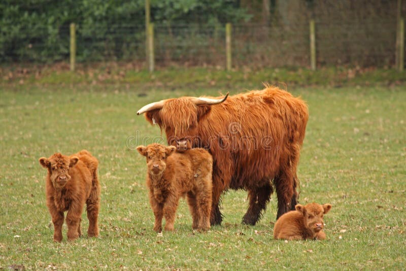 Highland Cows