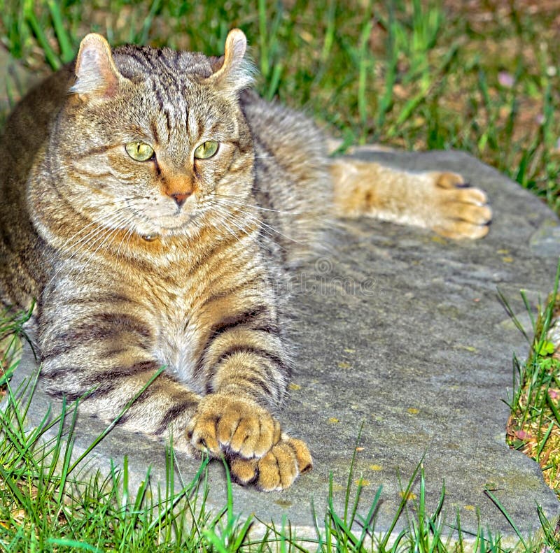 Highland Lynx Gray Tabby Cat Outdoors Stock Image - Image of lynx, face ...