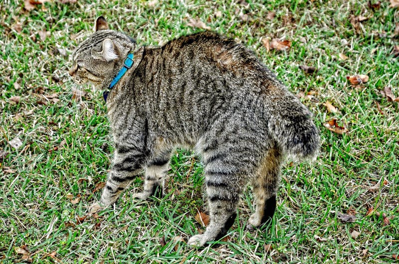 Highland Lynx Cat Ready to Fight stock photography