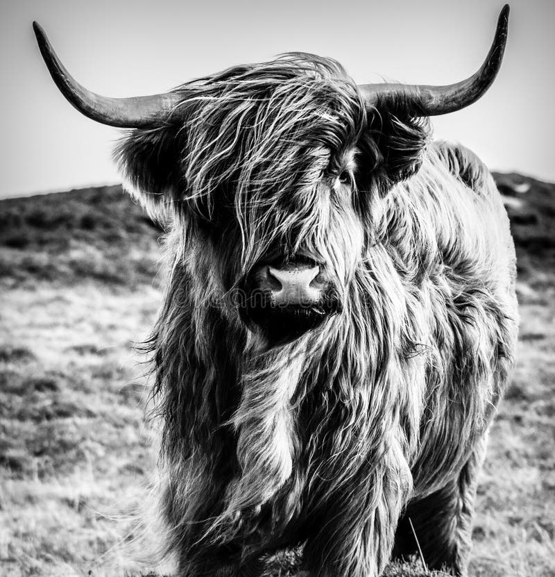 Highland Cow B&W. The Highland Scottish Gaelic: BÃ² GhÃ idhealach; Scots: Hielan coo is a Scottish breed of rustic cattle. It originated in the Scottish
