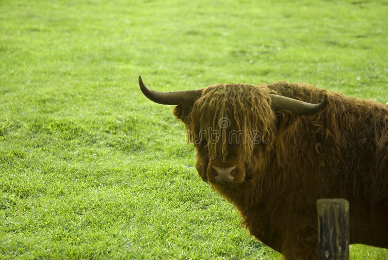 Highlander bull stock image. Image of grazing, mammal 2581073