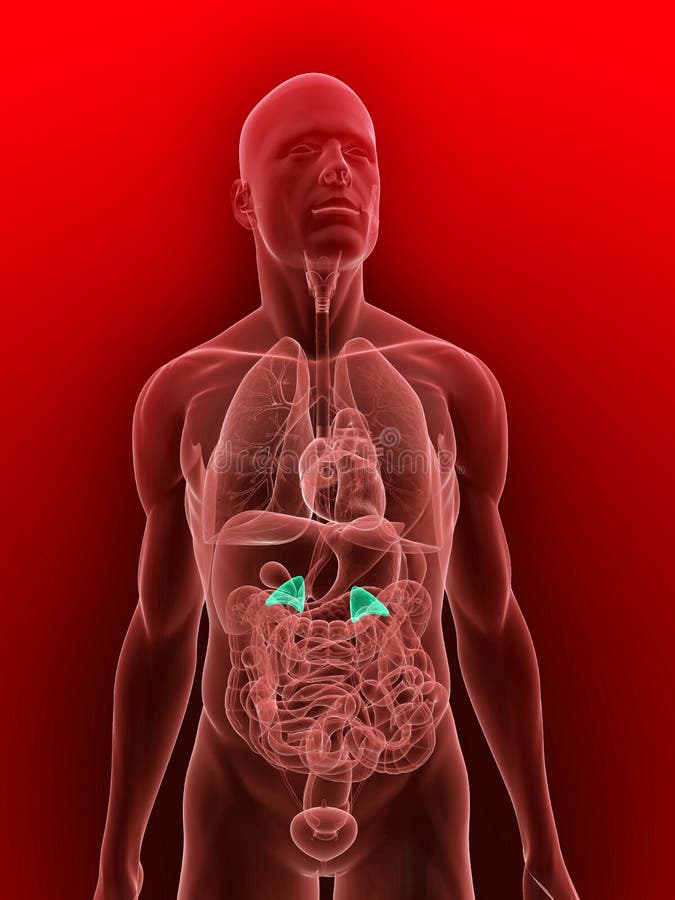 Highlighted adrenal glands stock illustration. Illustration of