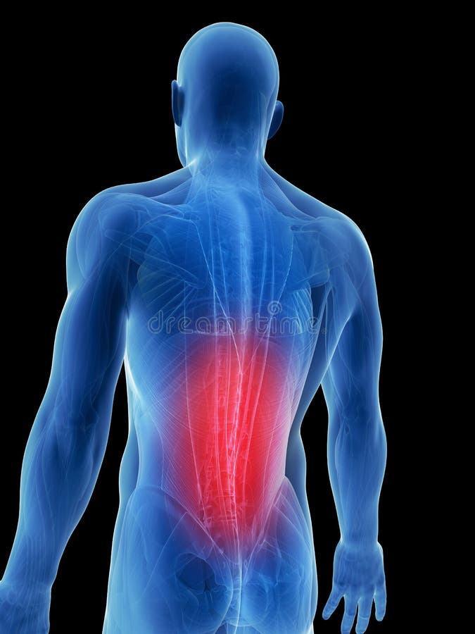 Highlighted back muscles stock illustration. Illustration of anatomy