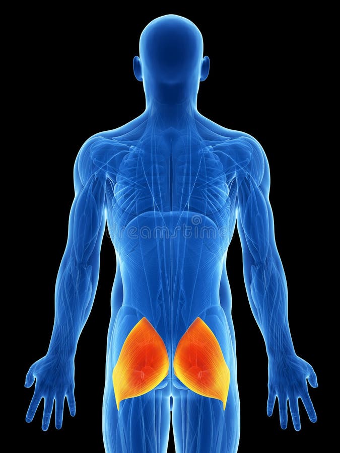 Highlighted bottom muscle vector illustration