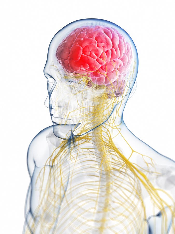 Highlighted brain stock illustration