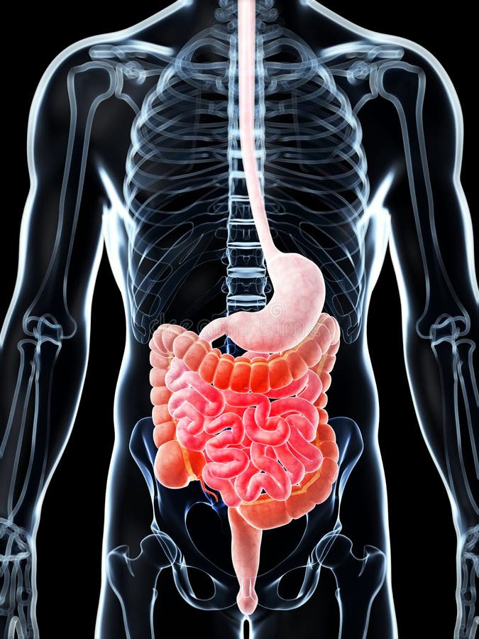 Highlighted digestive system vector illustration