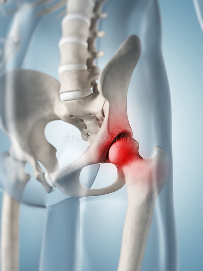 Highlighted hip joint vector illustration Highlighted hip joint vector illustration