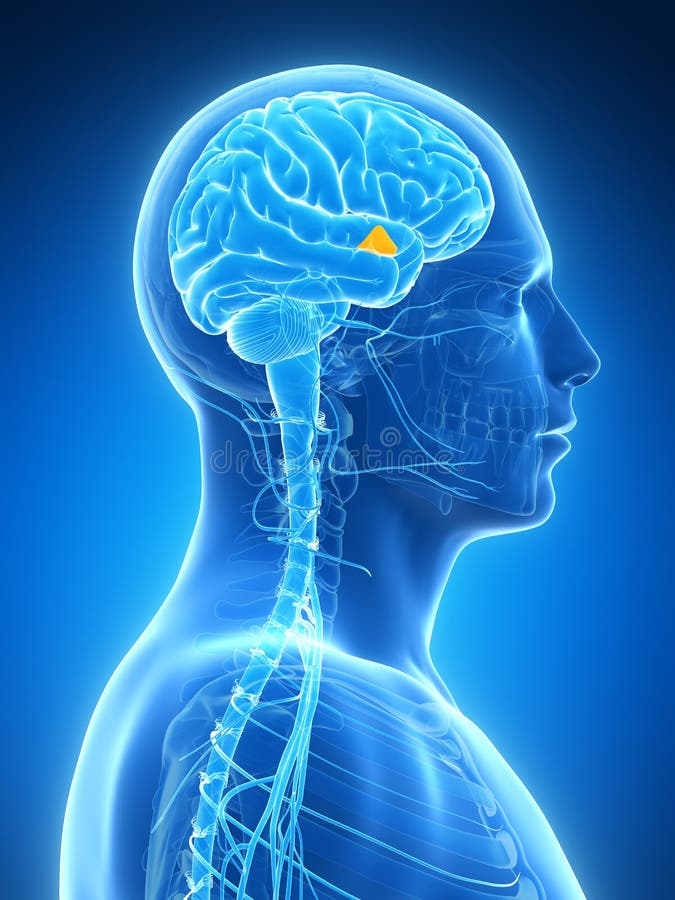 Highlighted hypothalamus stock illustration. Illustration of organ