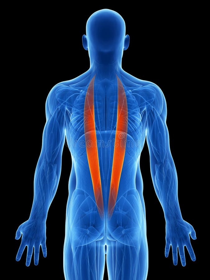 Highlighted iliocostalis royalty free illustration