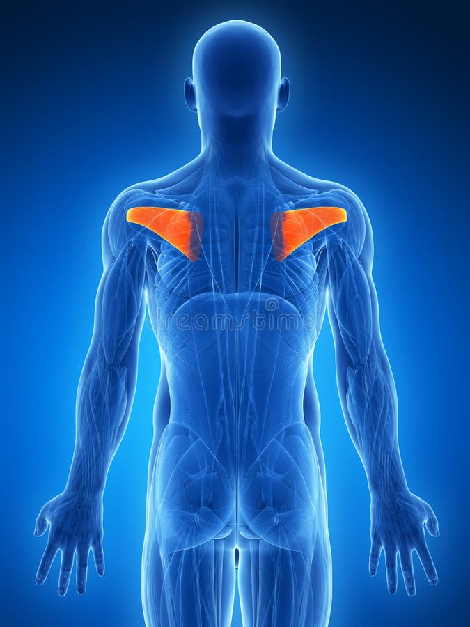 Highlighted infraspinatus royalty free illustration