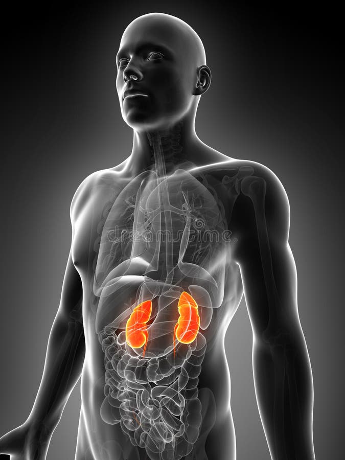 Highlighted kidneys royalty free illustration