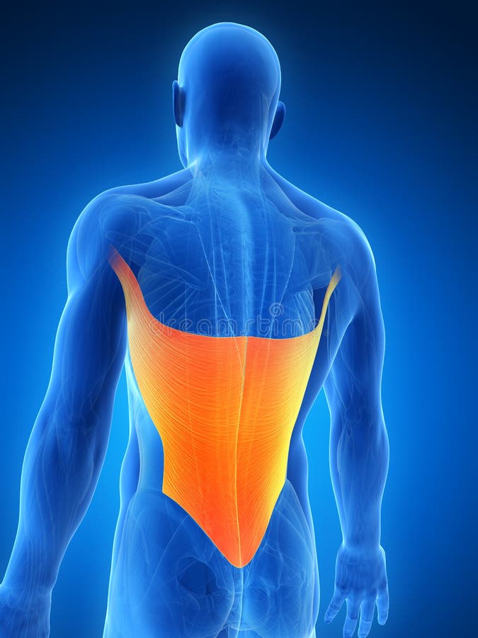 Highlighted latissimus stock illustration