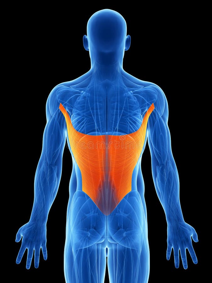 Highlighted latissimus royalty free illustration