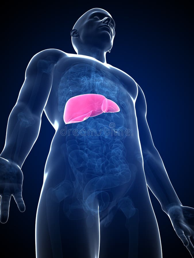 Highlighted male liver stock illustration. Illustration of highlight ...