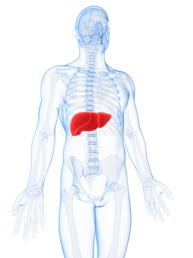 Highlighted male liver vector illustration