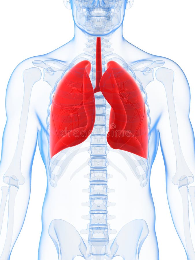 Highlighted male lung royalty free illustration