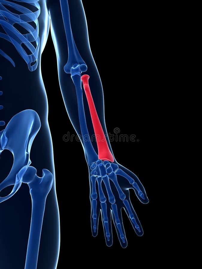Highlighted radius stock illustration