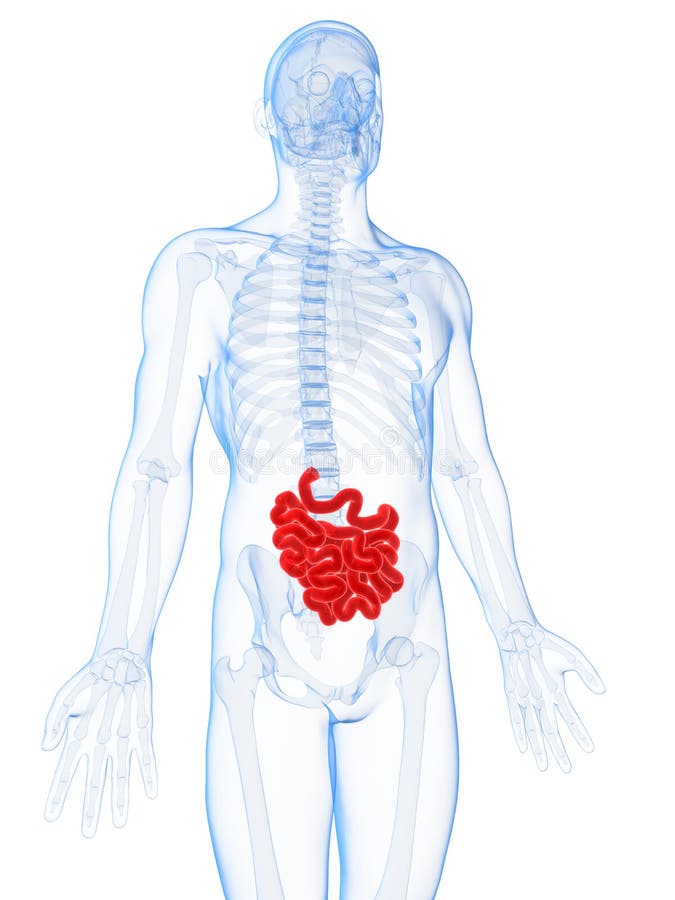 Highlighted small intestines stock illustration
