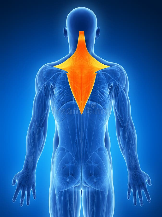 Highlighted trapezius vector illustration