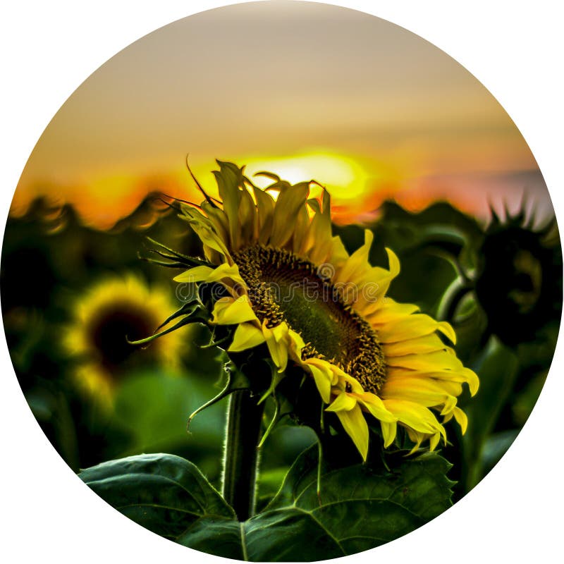 Highlights icons for design of social networks sunflowers at sunset, beautiful sunsets for history. Instagram story cover