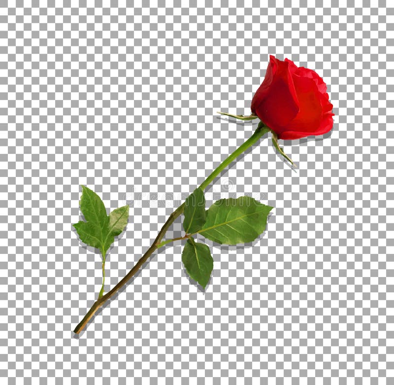 Highly detailed flower of red rose isolated on transparent