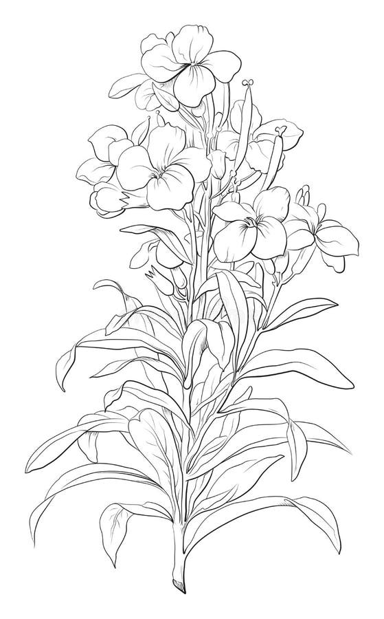 Highly detailed hand drawn flower isolated on white background. Taken from old encyclopeida