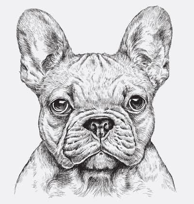 French Bulldog Stock Illustrations – 18,819 French Bulldog Stock ...