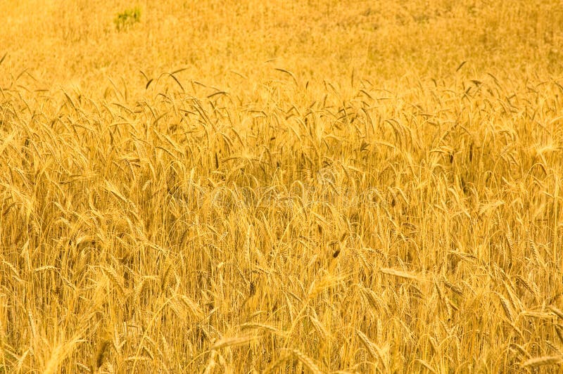 Highly detailed image of golden wheat field