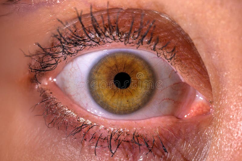 Golden Brown Eye Close-Up stock photo