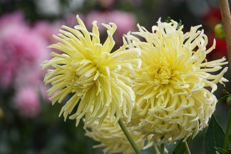 Dahlia Gryson`s Yellow Spider, cactus dahlia