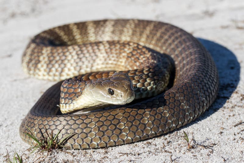 Eastern Tiger Snake stock photo. Image of tiger, venomous 188482728