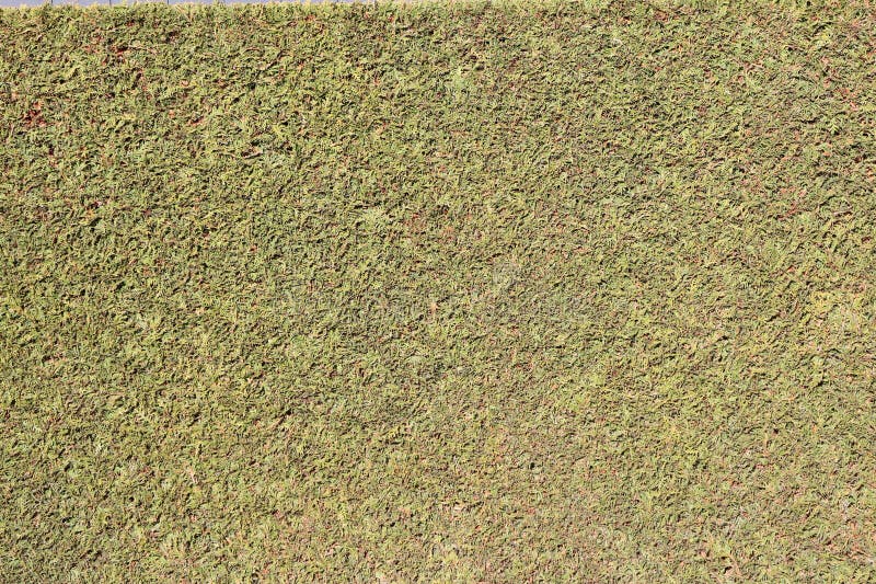 Detailed closeup view of a textured surface background in green and yellow colors royalty free stock photos