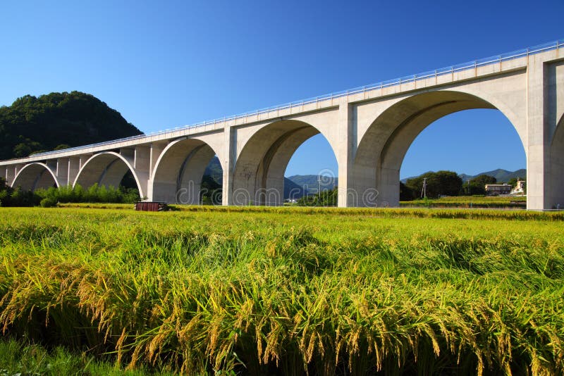 Highway bridge with rice field