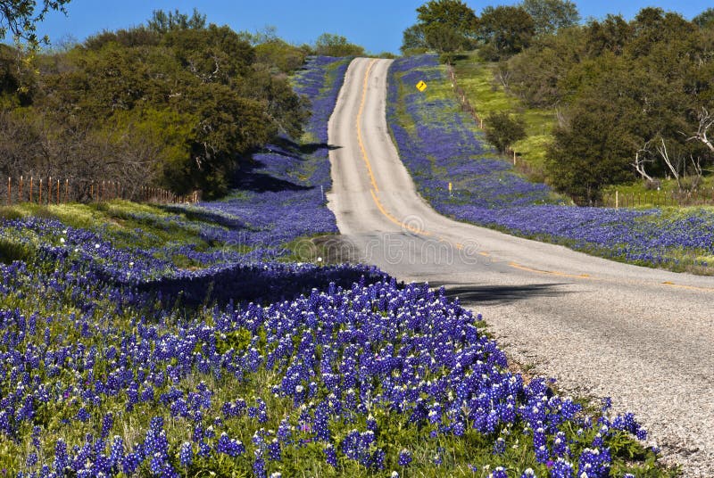 Highway Lined with Flowers stock photo. Image of roadside 25563254
