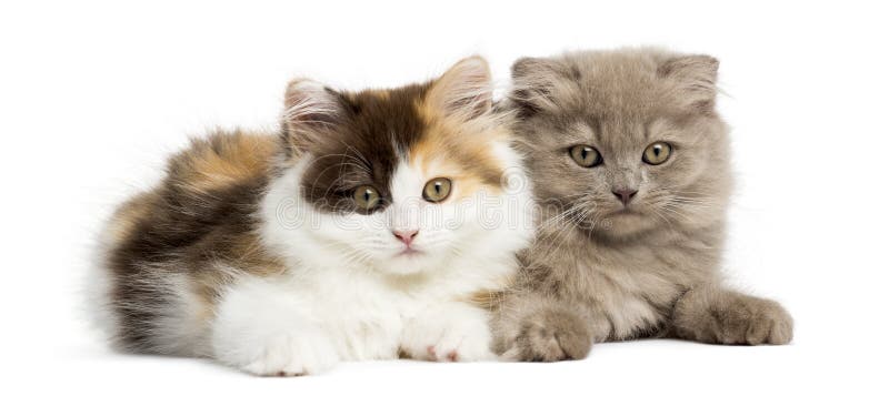 Higland straight and fold kittens lying together stock photos