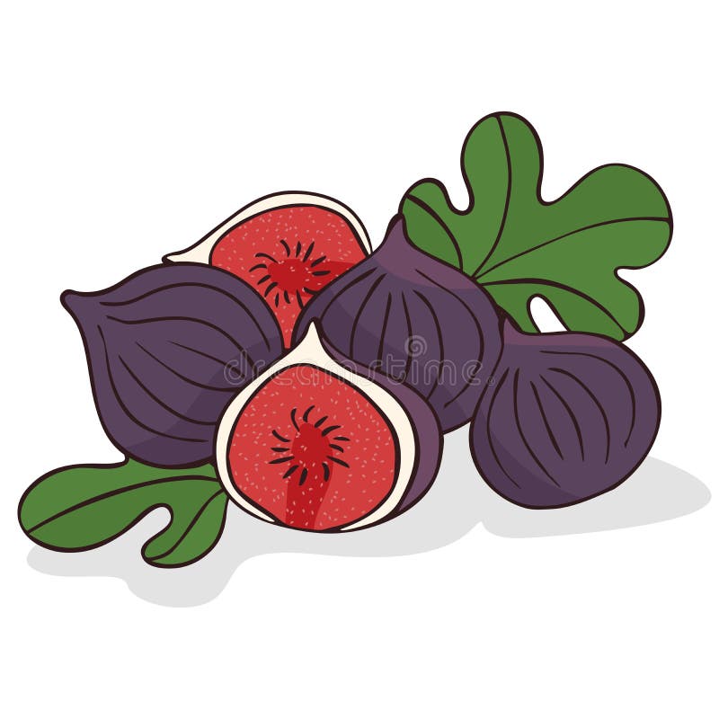 Higos del aislante o frutas maduros del higo stock de ilustración Higos del aislante o frutas maduros del higo stock de ilustración