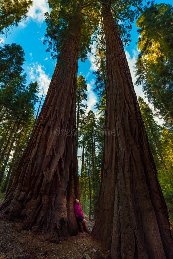 Hiker, admiring Giant Sequoia trees stock image Hiker, admiring Giant Sequoia trees stock image