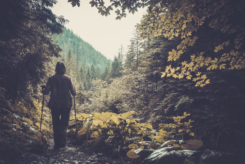 Hiker in a forest