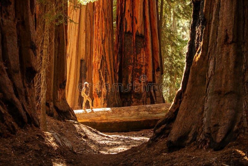 Hiker nel parco nazionale Sequoia in California, Stati Uniti