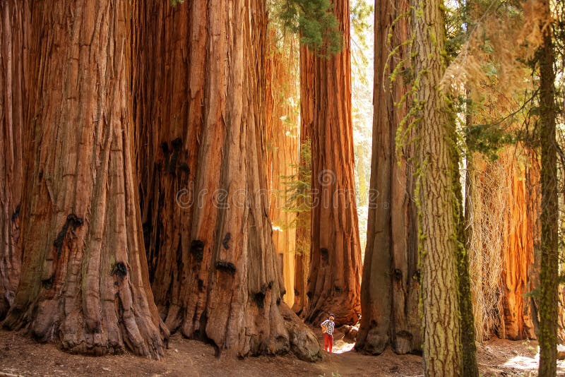 Hiker in Sequoia national park in California, USA