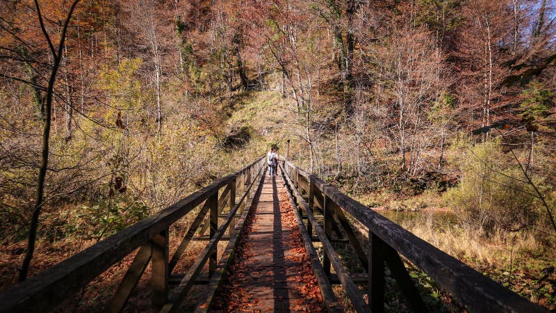 Beautiful Wooden Bridge Over Swamps Of Kopacki Rit National Park In