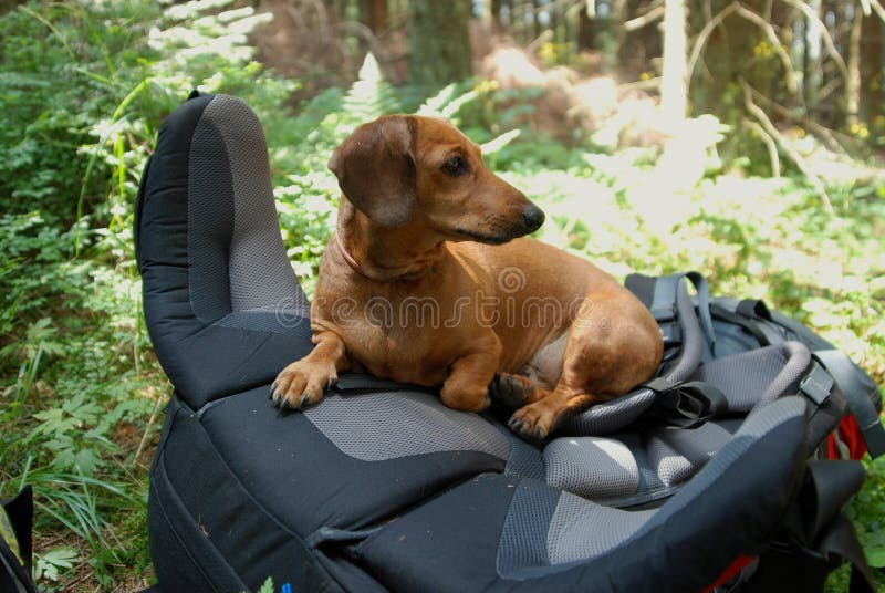 dachshund hiking