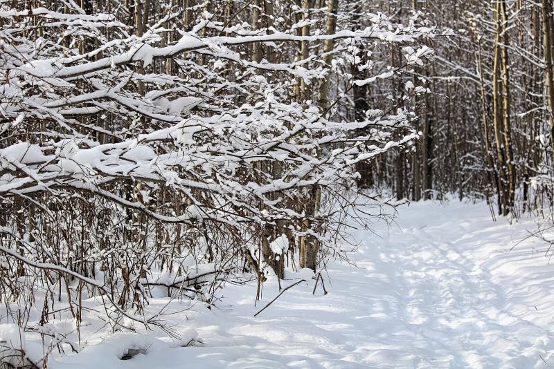 Hiking down a forest path in winter royalty free stock photos Hiking down a forest path in winter royalty free stock photos