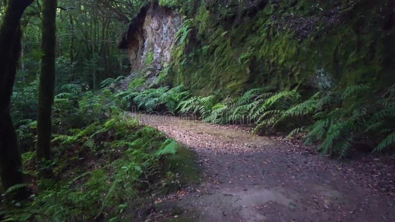 Hiking in the forest