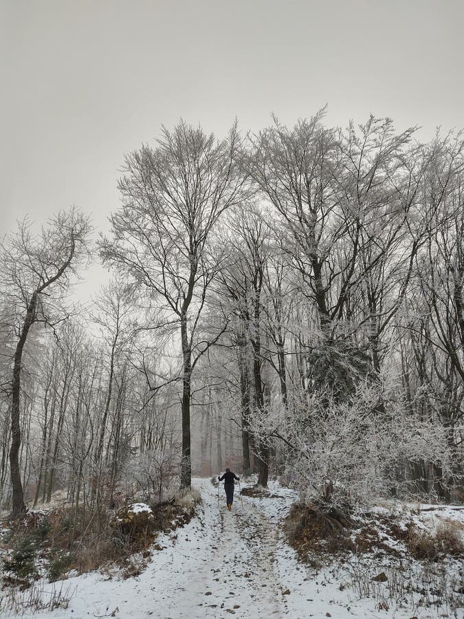 Pěší muž v lese pokrytý sněhem v zimě. Slovensko