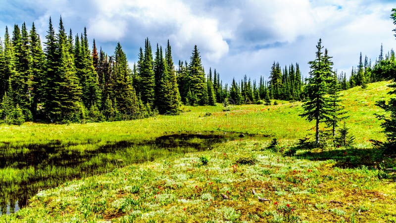 The Alpine fields and meadows surrounding Sun Peaks in British Columbia, Canada